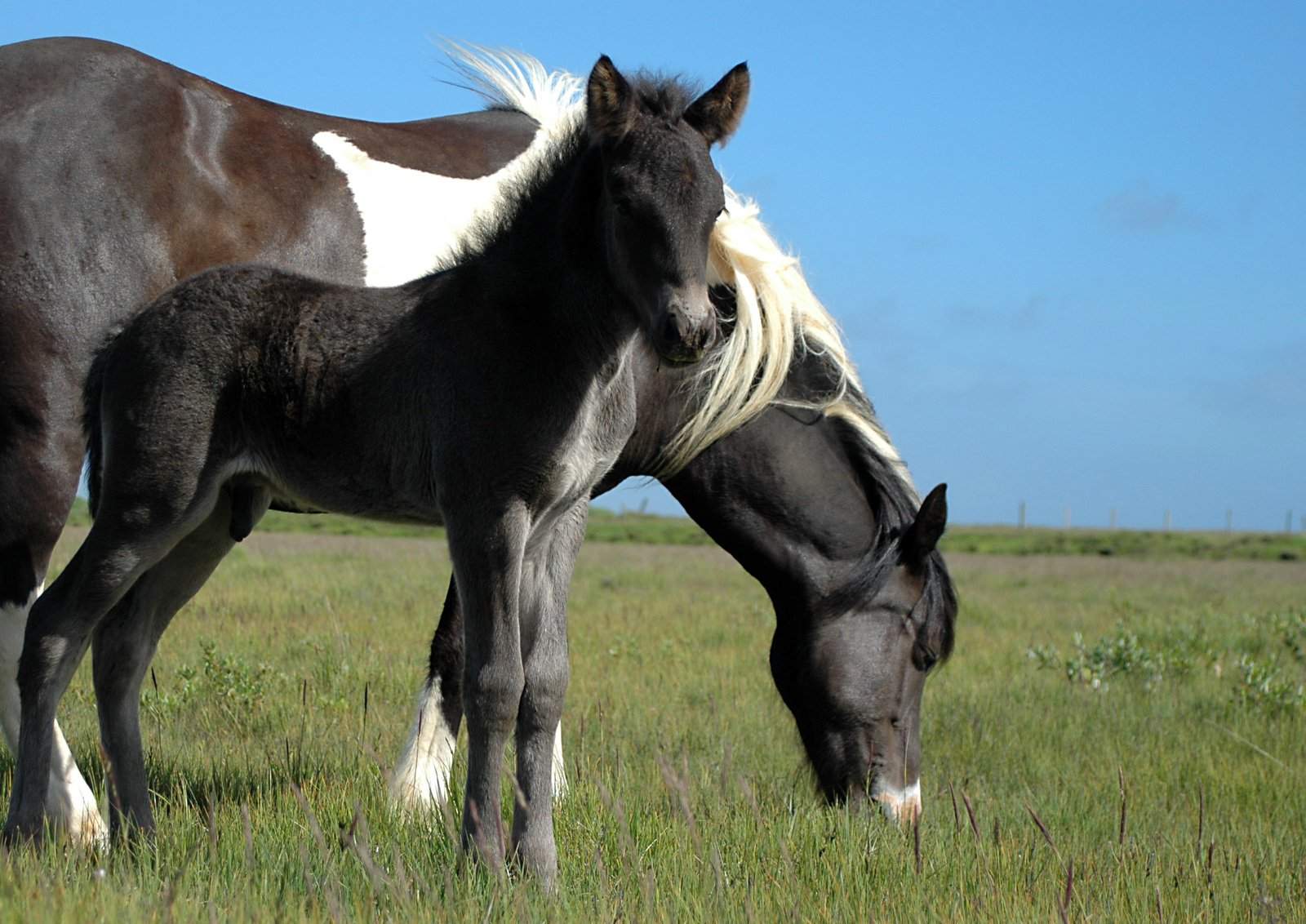 Care and Clean Horse Tack