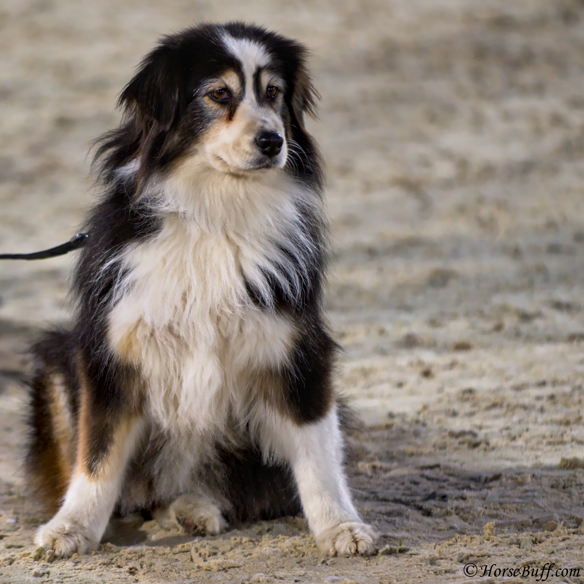 Ring supervisor during the course walk