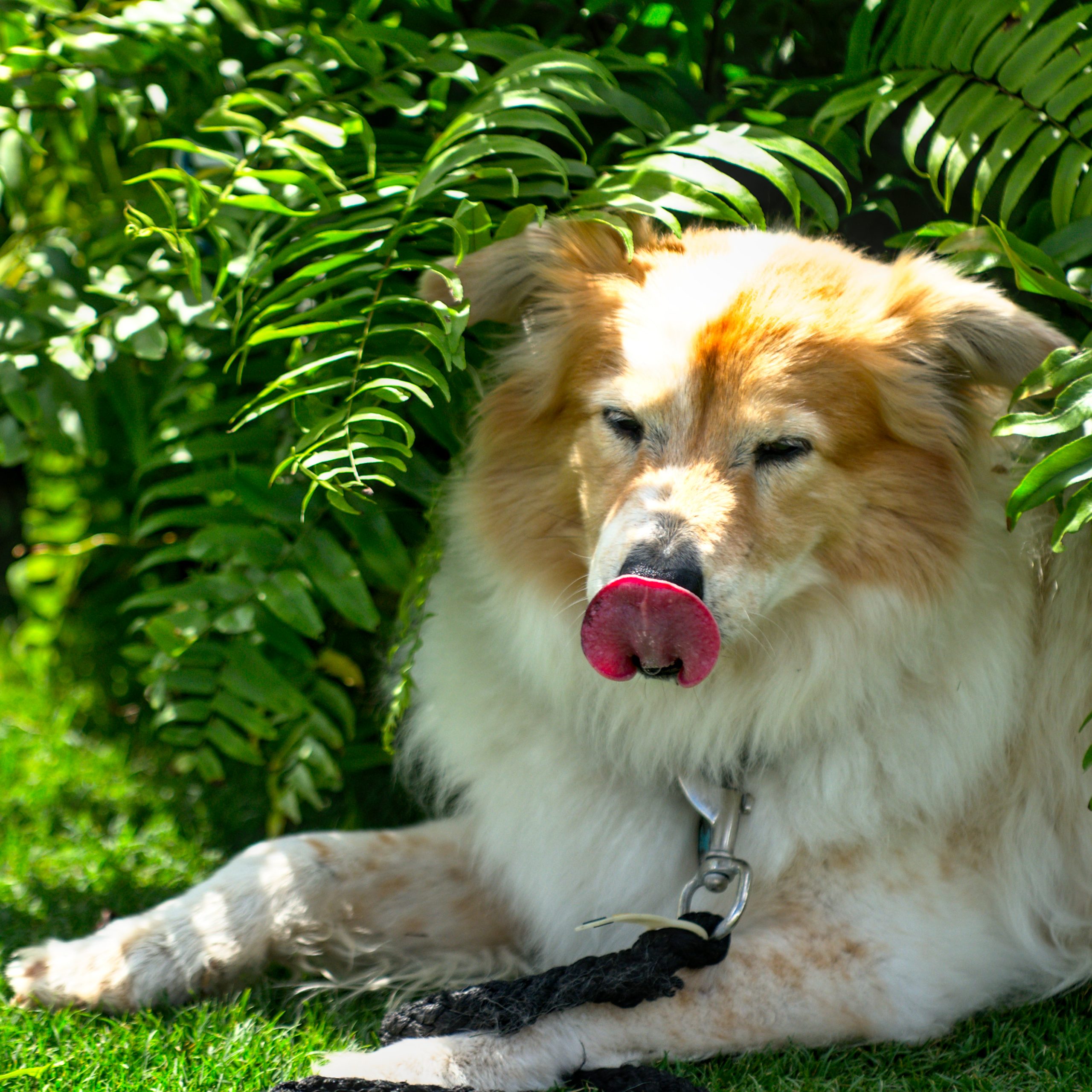 Zucchini the "Wonder Dog" using his tongue to signal to the judges that the horses foot has touched the water of the water hazard.   © HorseBuff.com     