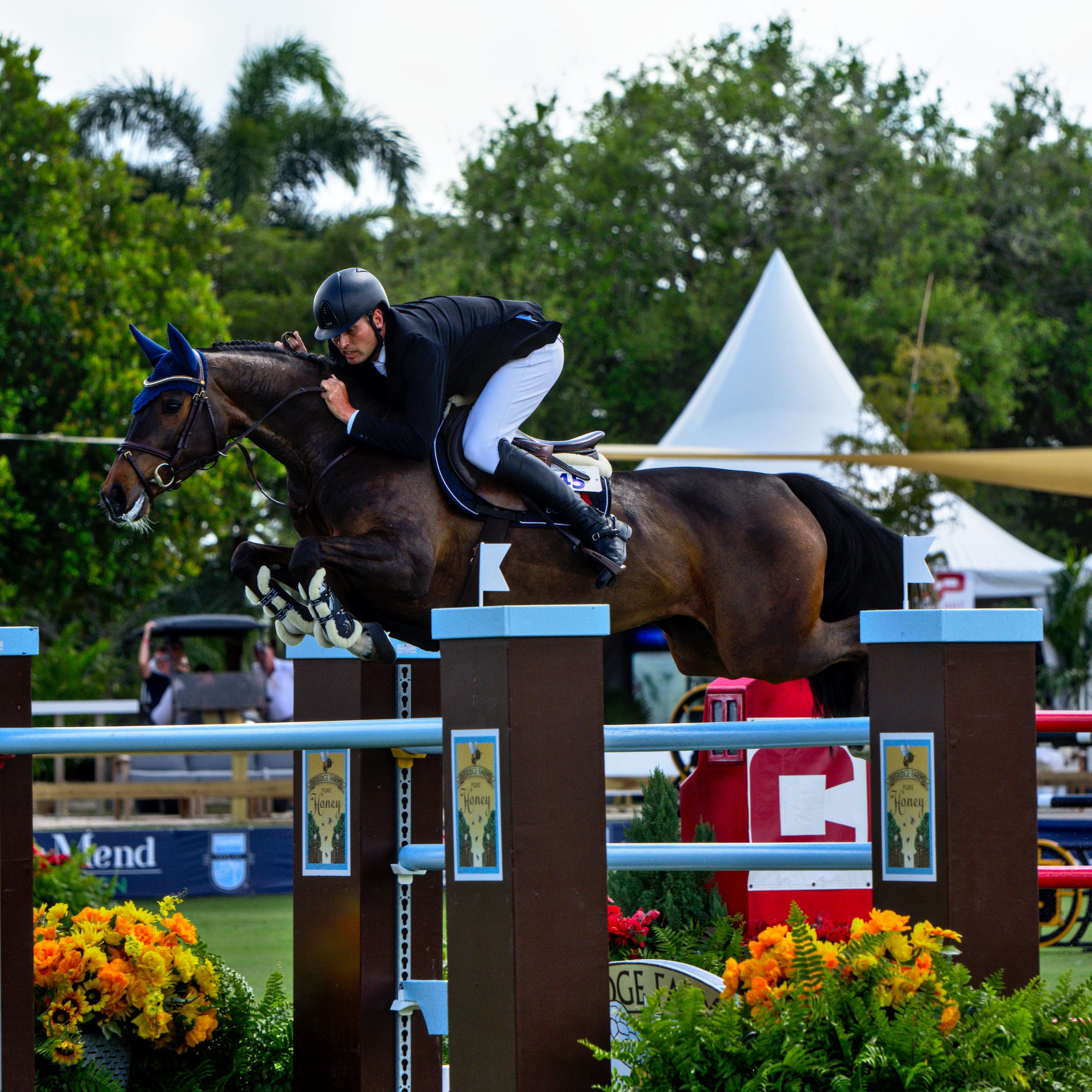 Caprice ridden by Jens Baackmann (GER) had two flawless rounds around the course.     Photo © @showjumping247 